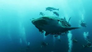 Whale Shark - Chumphon, Thailand