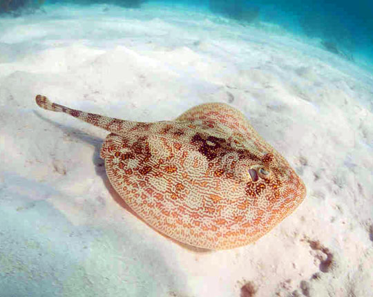 Yellow Stingray - Ambergris Caye, Belize