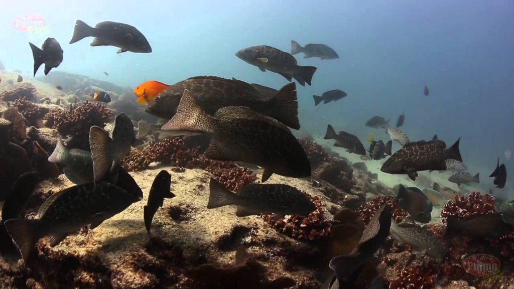 Groupers - Cabo Pulmo, Mexico