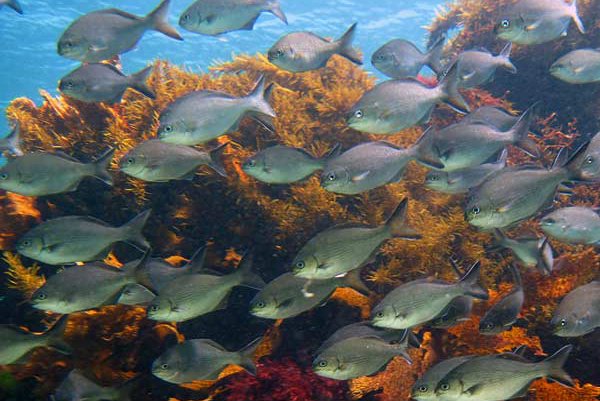 Western Buffalo Bream - Scuba Diving Perth Australia