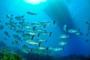 Western Buffalo Bream - Perth, Australia