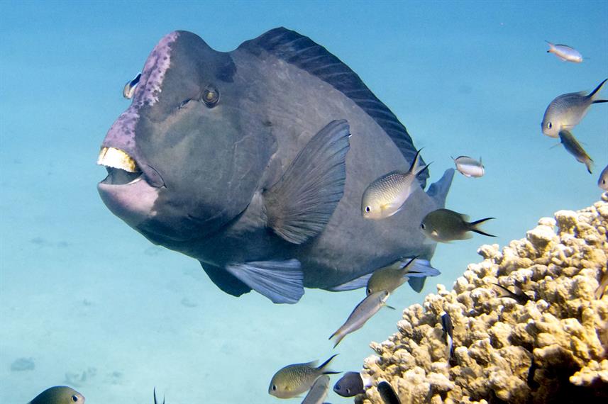 Bumphead Parrotfish - Great Barrier Reef Scuba Diving