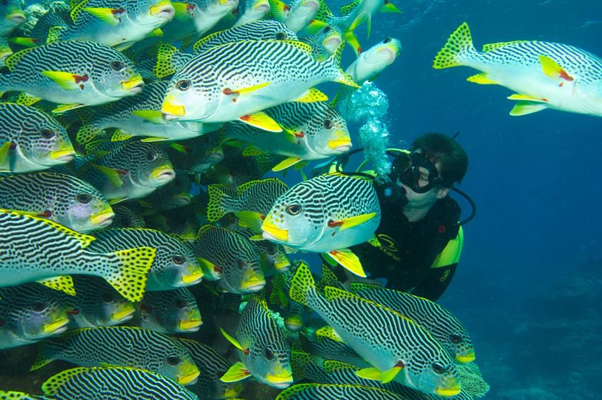 Diagonal Lined Sweetlips - Port Douglas, Great Barrier Reef Scuba Diving