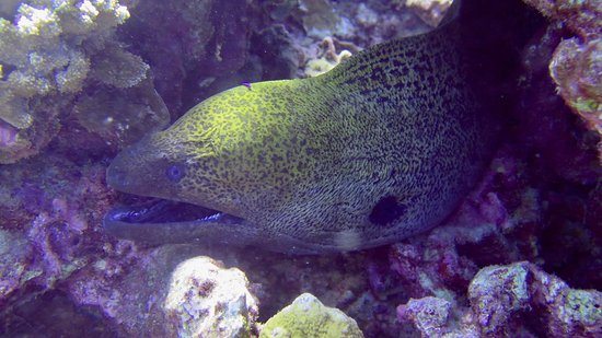 Giant Moray Eel - Molokai, Hawaii Scuba Diving