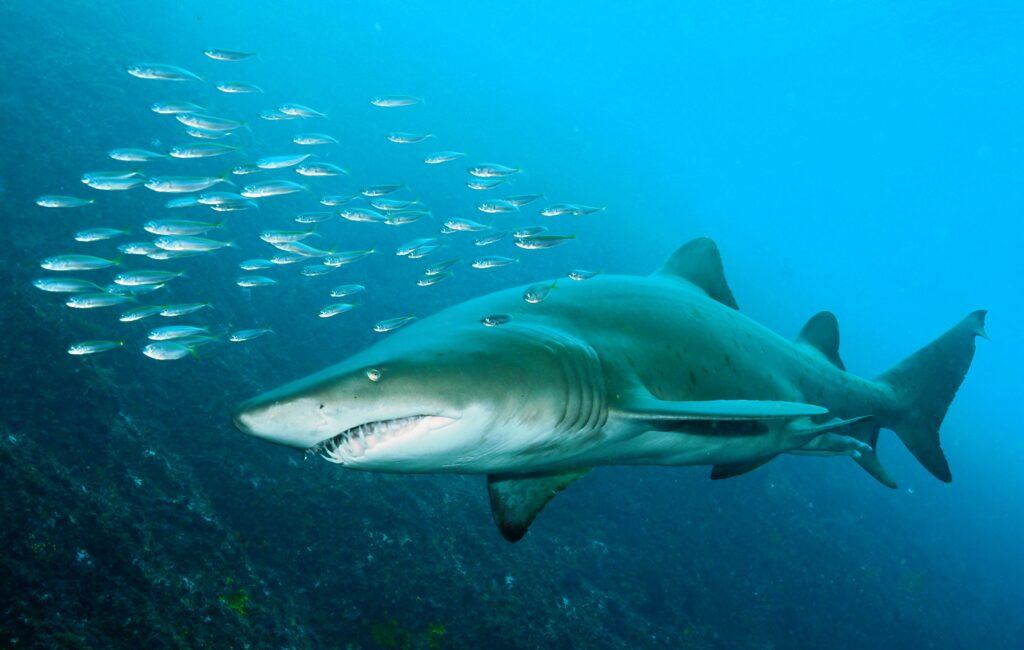 Grey Nurse Shark - Sydney, Australia