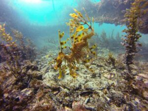 Leafy Seadragon - Scuba Diving Adelaide, South Australia