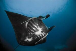Manta Ray - Byron Bay, Australia