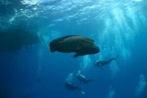 Napoleon Wrasse