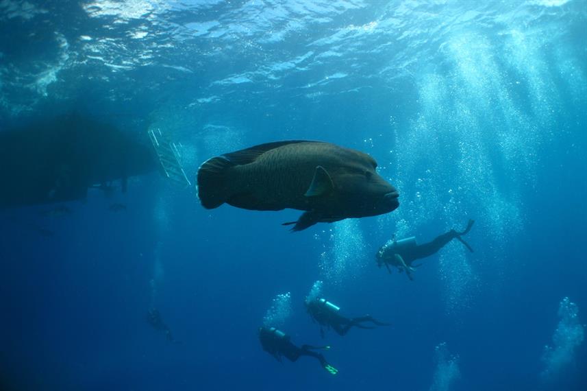 Napoleon Wrasse