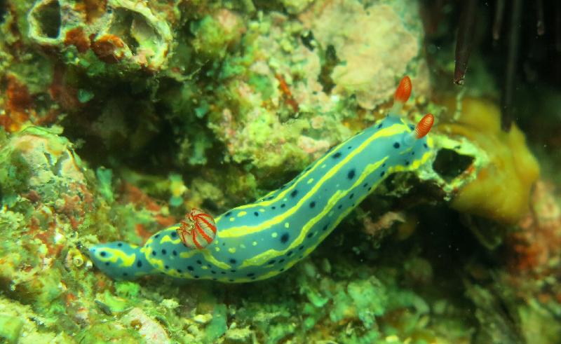 Nudibranch - Hong Kong