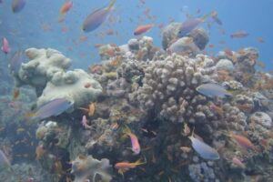 Nuweiba Reef Scuba Diving