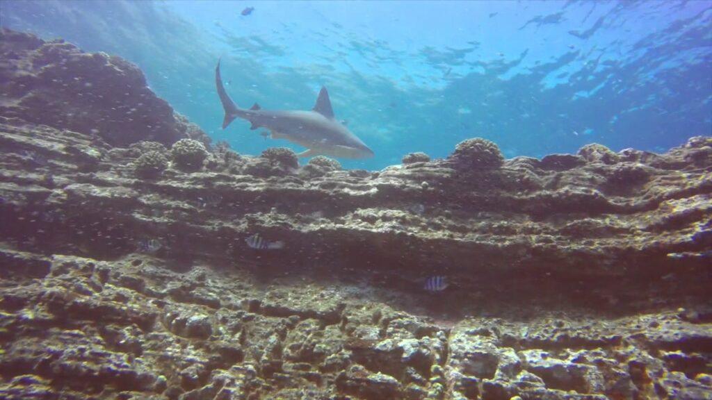 Silky Shark - Ni'ihau, Hawaiian Islands Scuba Diving