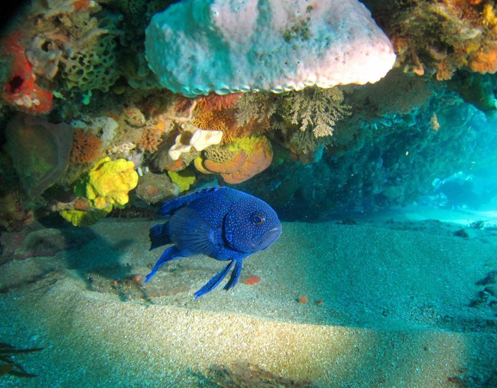 Southern Blue Devil - Melbourne, Australia