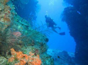 Roatan Dive Scene