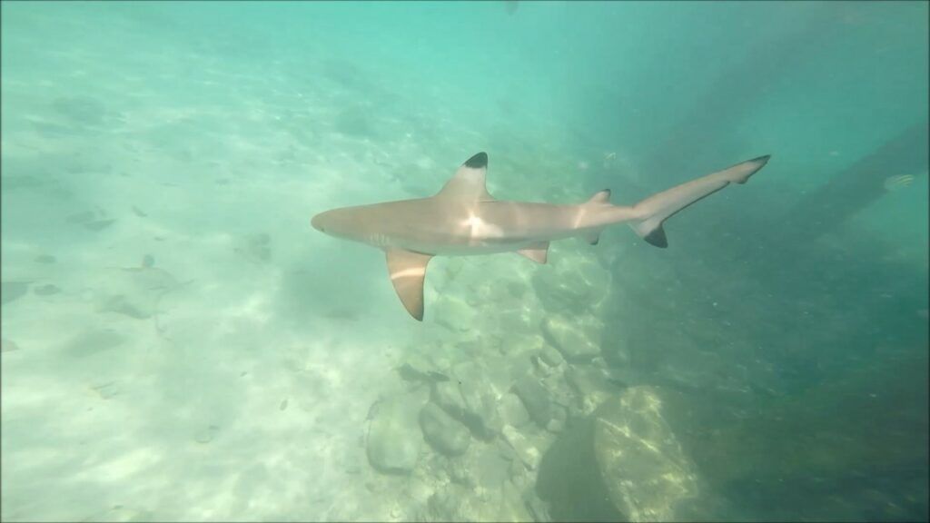 Blacktip Reef Shark - Pulau Payar Marine Park, Langkawi, Malaysia