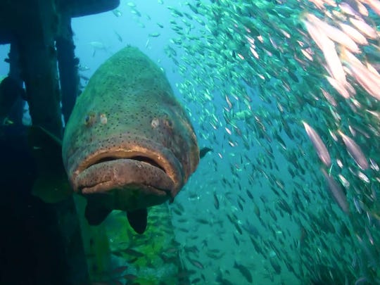 Goliath Grouper - Southwest Florida Gulf of Mexico