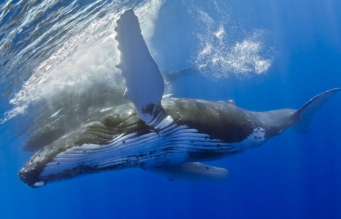 Humpback Whale - Abrolhol National Marine Park, Brazil
