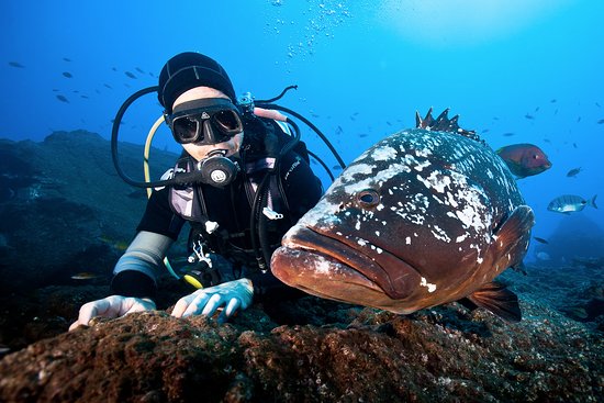 Grouper - Madeira, Portugal Scuba Diving