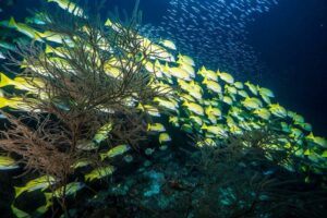 Maldives Reef Scene