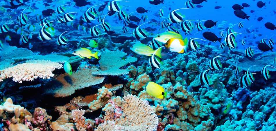 Netrani Island - India Scuba Diving Scene