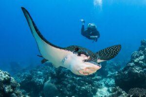 Eagle Ray - French Polynesia Liveaboard Diving