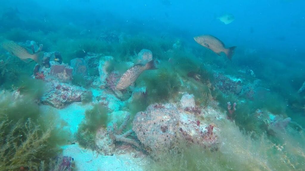 Hard Bottom Ledge Reef - Sarasota, Florida