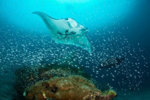 Manta Ray - Raja Ampat