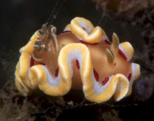 Sulawesi Blood Drop Nudibranch