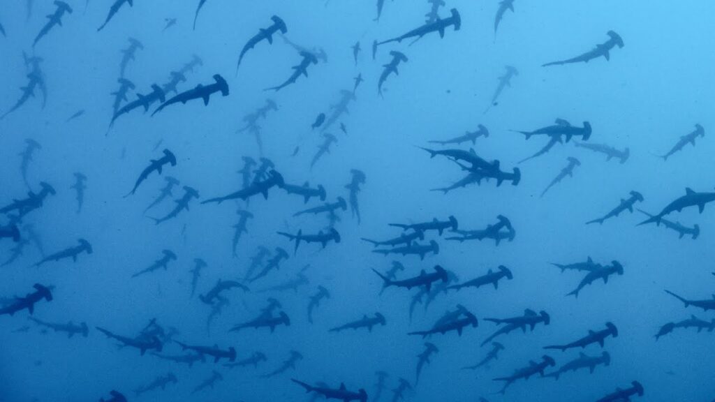 Malpelo Island Hammerheads