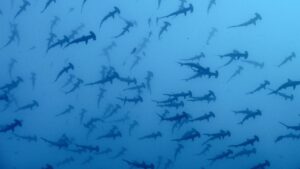 Malpelo Island Hammerheads