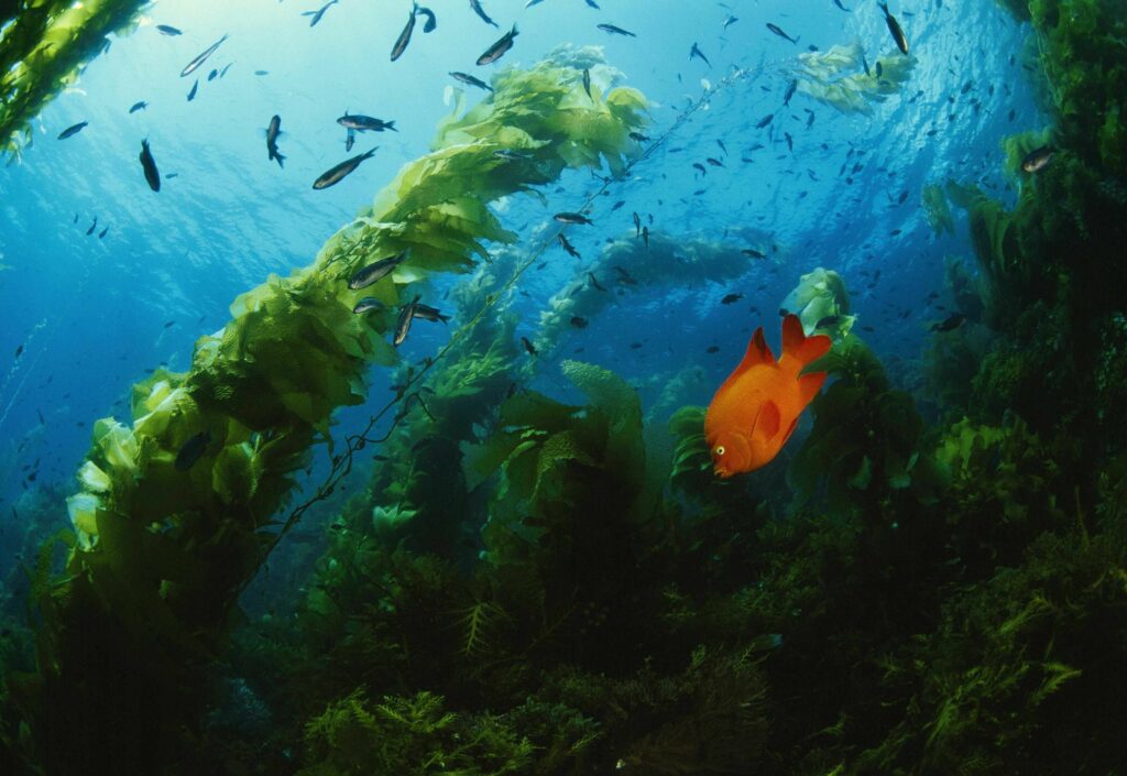 Channel Islands National Park - Giant Kelp & Garibaldi