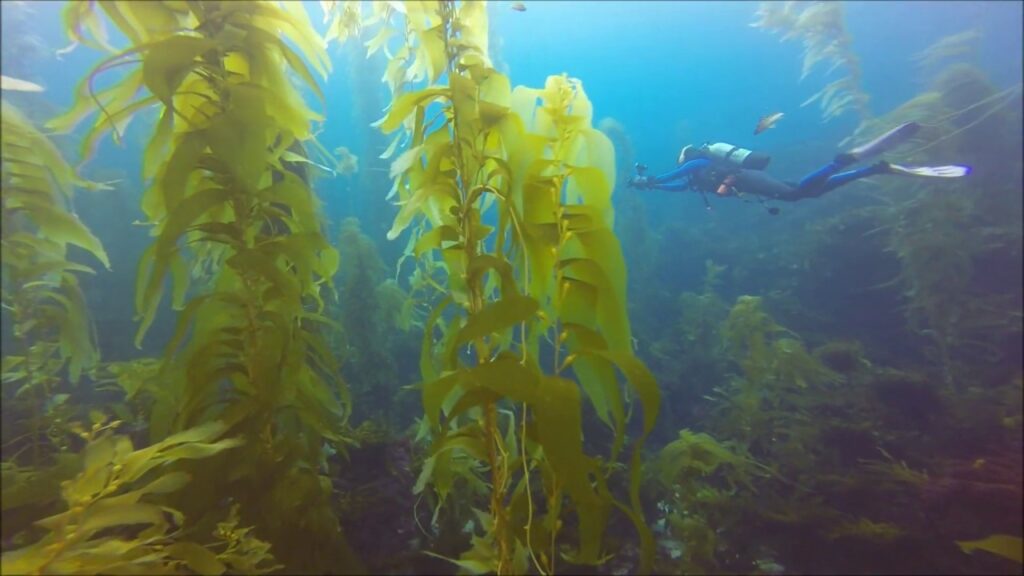 Giant Kelp - San Clemente Island