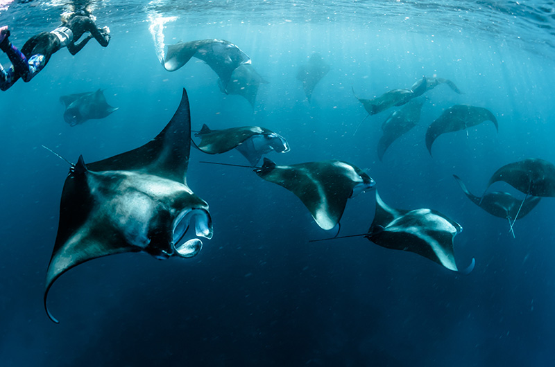 Pohnpei Manta Rays