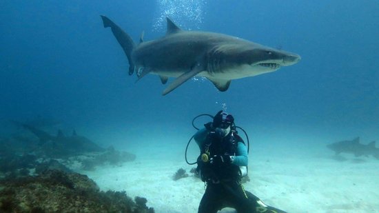 Ragged-Tooth Shark