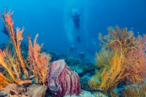 Ko Lipe Reef Scene - Thailand