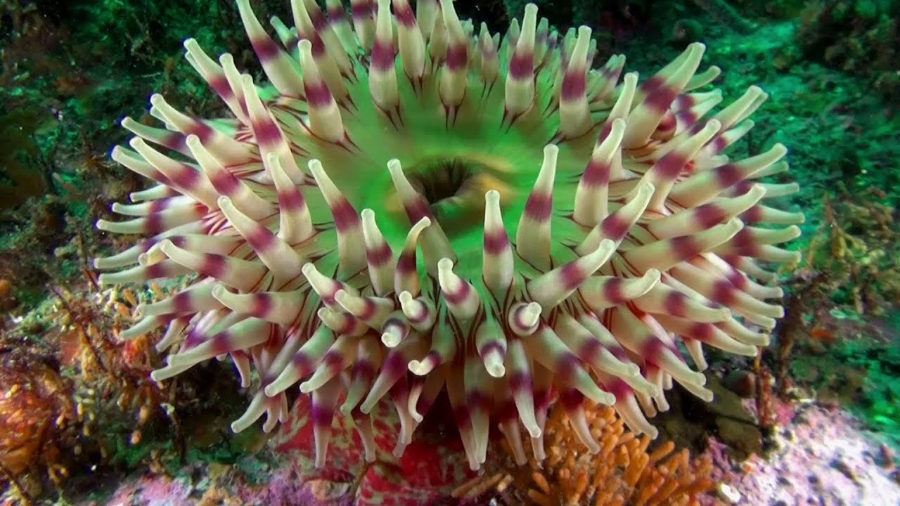 Sea Anemone - Resurrection Bay, Alaska -Scuba Diving in Anchorage Alaska