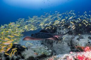 Seychelles Underwater Photography Liveaboard Diving