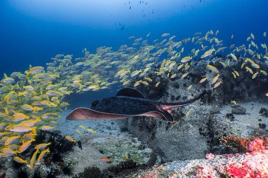 Seychelles Underwater Photography Liveaboard Diving