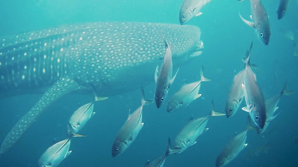 Pondicherry, India - whale shark & big-eye jacks