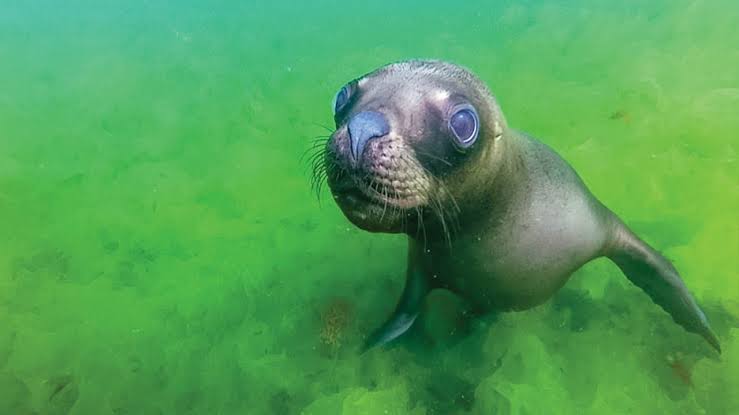 Punta Loma Sea Lion - Peninsula Valdes, Argentina