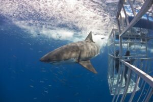 Solmar V - Guadalupe Island Shark Cage Diving