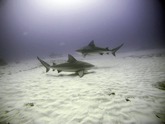 Bull Sharks - Playa del Carmen, Mexico