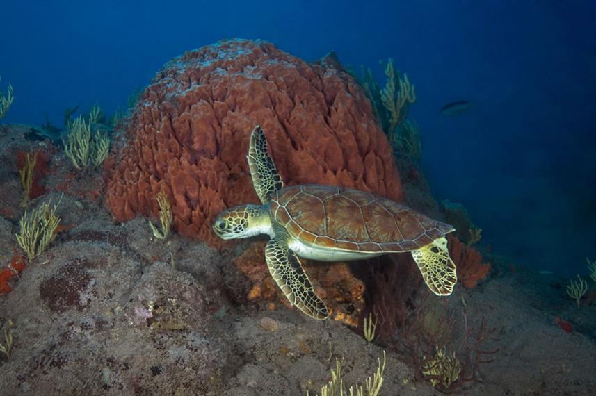 Green Turtle - St. Kitts & Nevis Scuba Diving