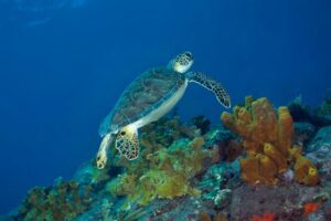 Green Turtle - Saba