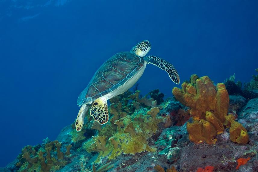 Green Turtle - Saba