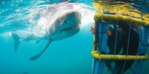 Great White Shark - Ganbaai Shark Cage Diving