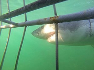 Great White Shark Cage Diving - Mossel Bay