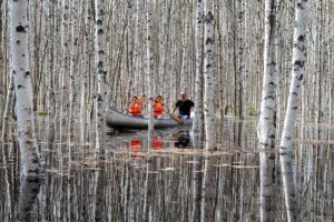 Canoeing Among Birches